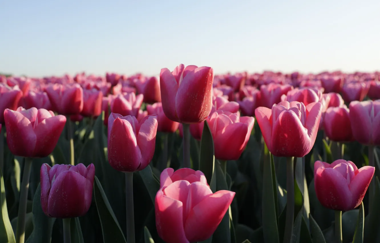 Фото обои небо, цветы, весна, тюльпаны, розовые, клумба