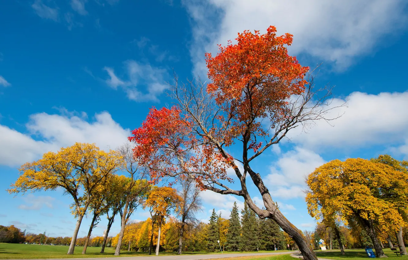 Фото обои осень, небо, листья, деревья, парк, дорожка, багрянец