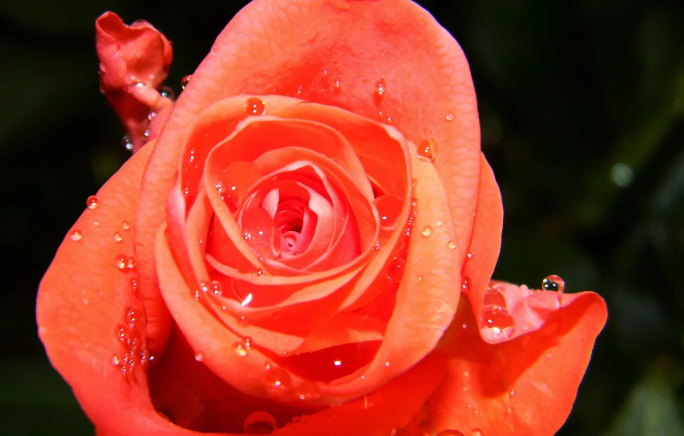 Фото обои цветок, роза, капля