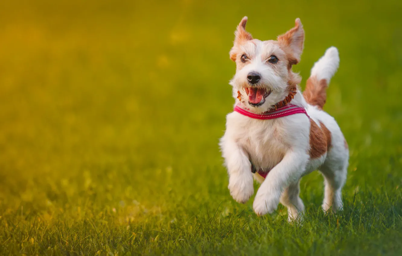 Фото обои радость, настроение, собака, прогулка, Джек-рассел-терьер