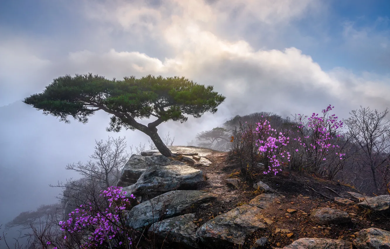 Фото обои облака, пейзаж, природа, камни, дерево, скалы, кусты, Южная Корея