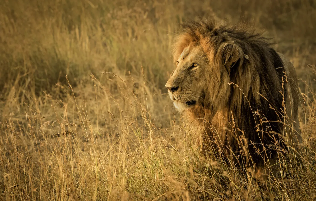 Фото обои трава, лев, царь зверей, саванна, Африка, дикая кошка, Танзания