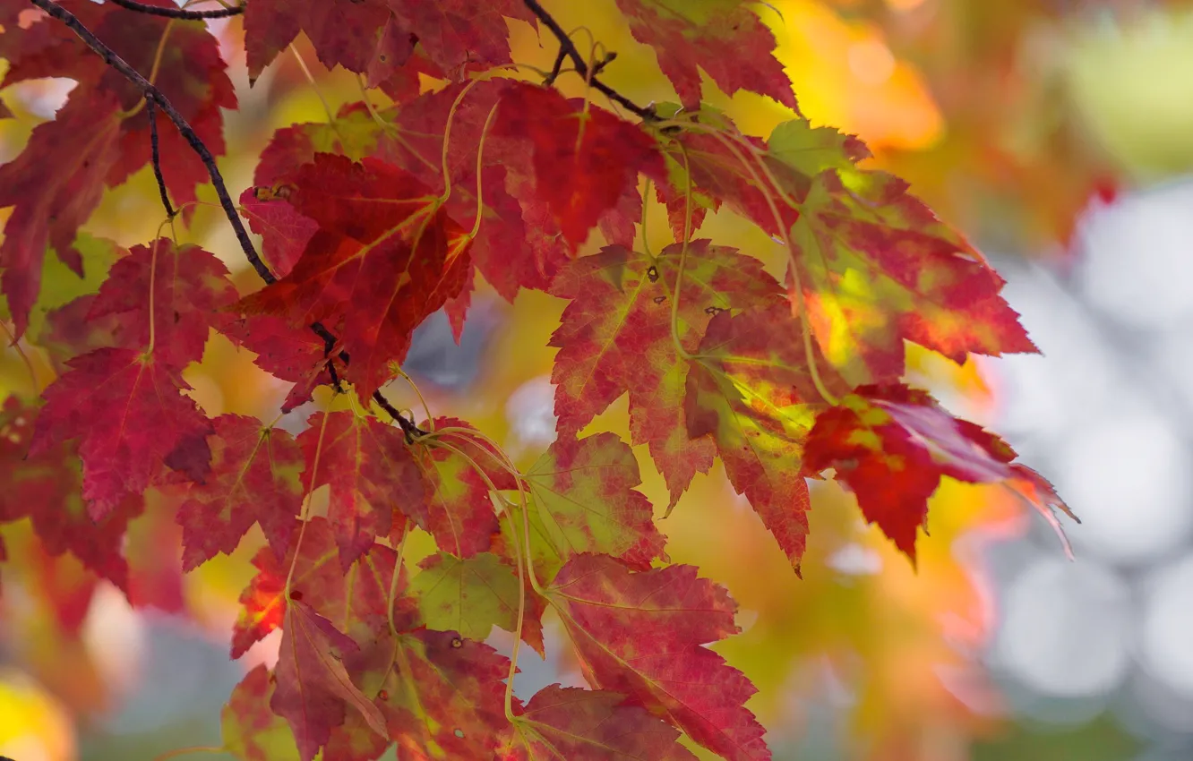 Фото обои осень, листья, ветки, клён