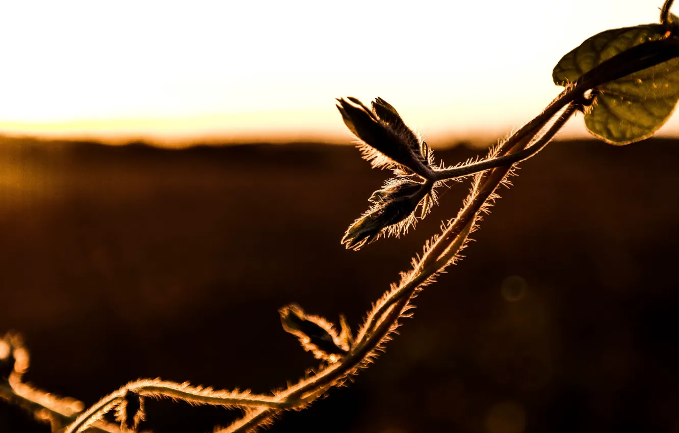 Фото обои sunset, autumn, macro