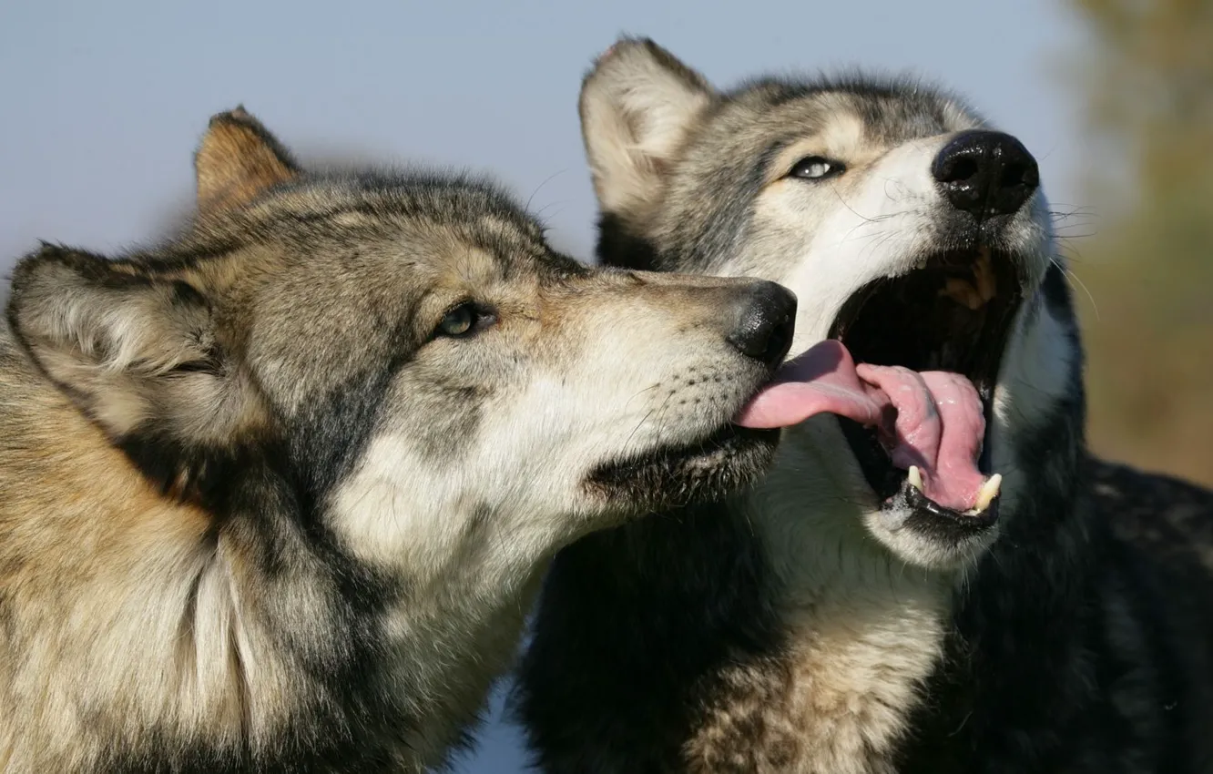 Фото обои язык, морда, пасть, волки