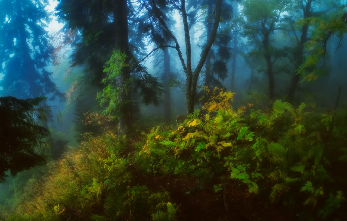 Фото обои лес, деревья, природа, туман, заросли, Александр Плеханов