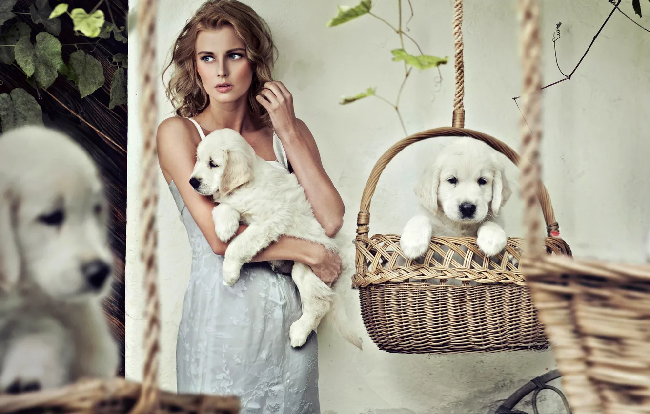Фото обои собаки, девушка, платье, щенки, блондинка, белые, корзины