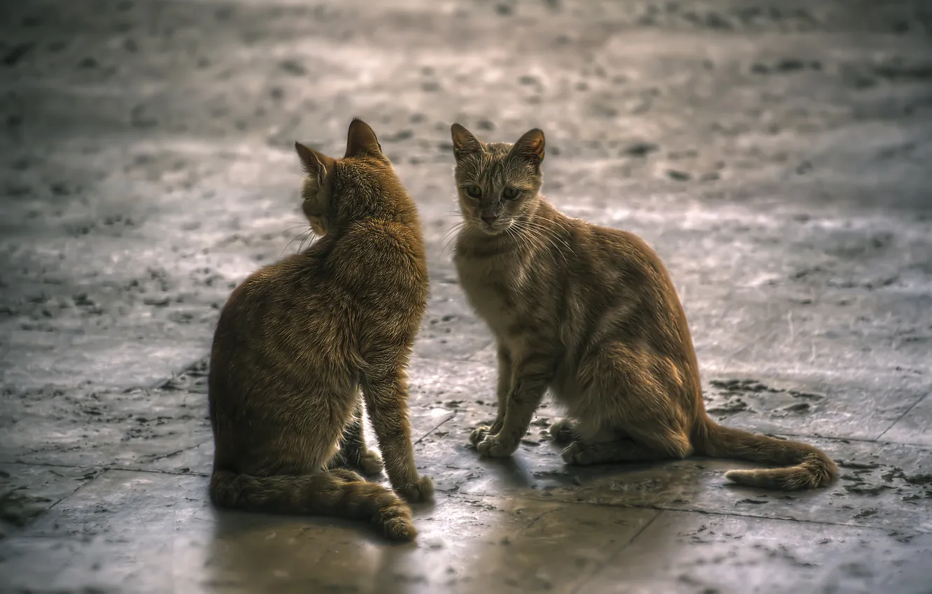 Фото обои кошки, две, серые, симметрия