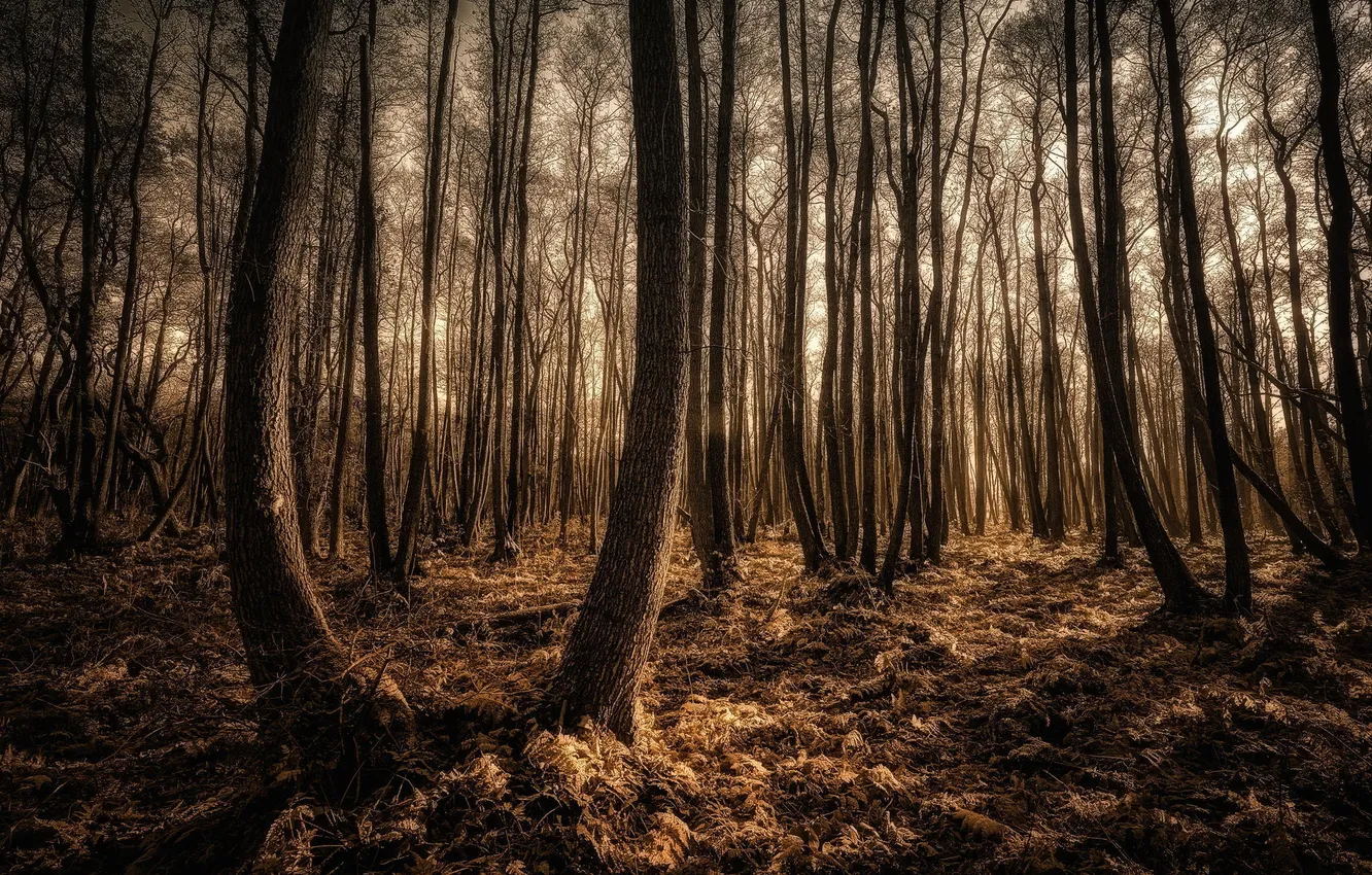 Фото обои лес, деревья, Landschaftsfotografie