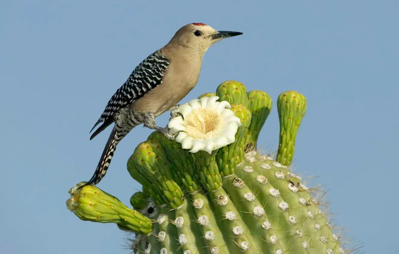 Фото обои цветок, природа, птица, кактус