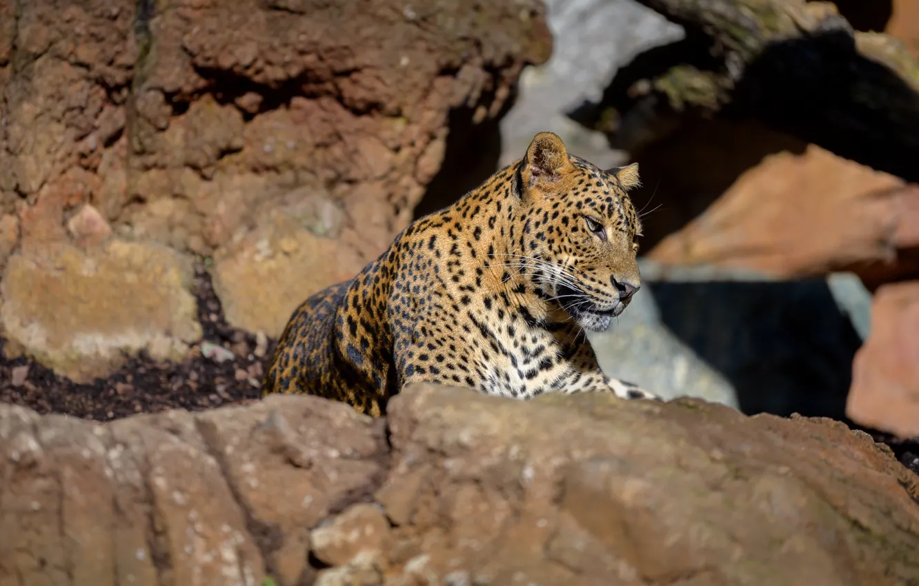 Фото обои камни, хищник, леопард