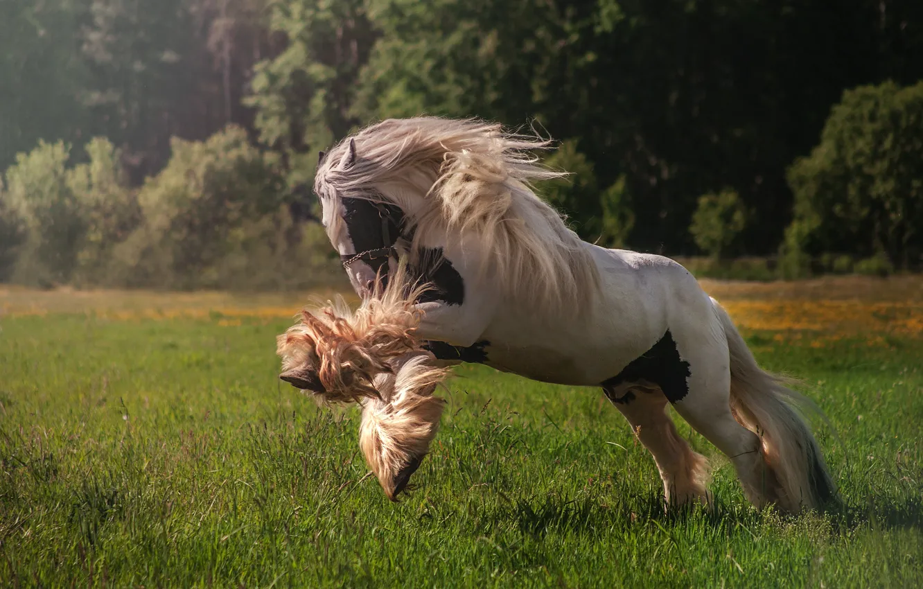 Фото обои конь, луг, грива, резвится