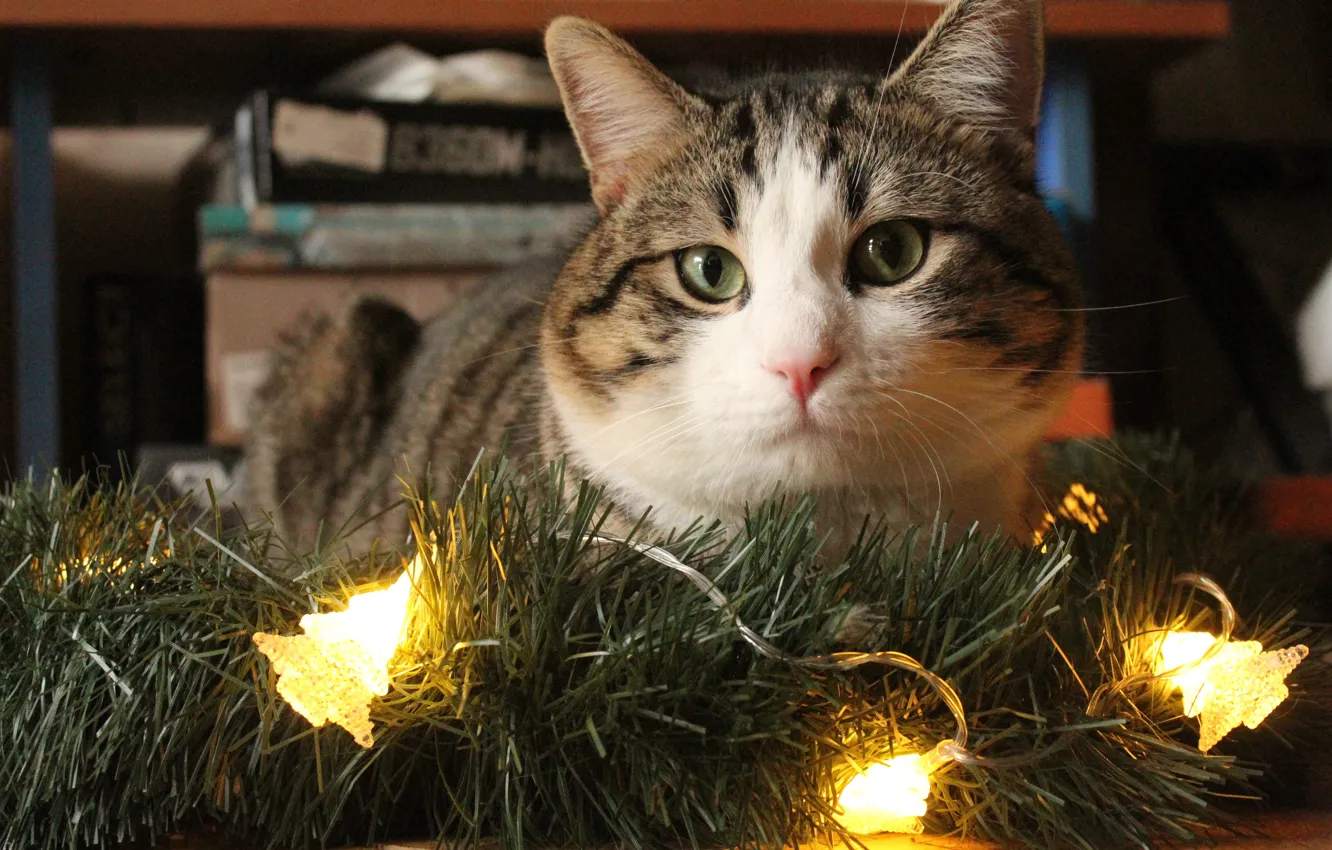 Фото обои кошка, кот, праздник, Рождество, Новый год, гирлянды