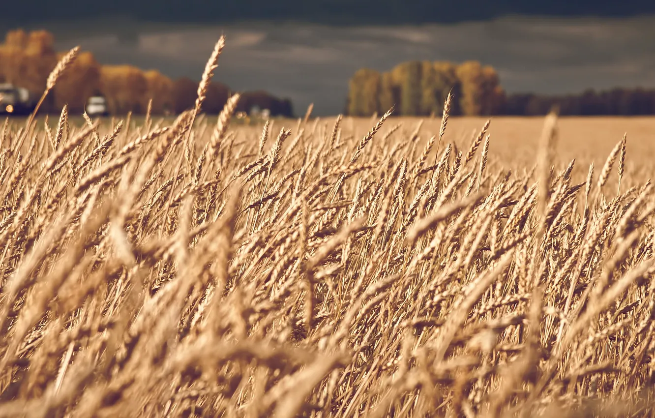 Фото обои пшеница, поле, пейзаж