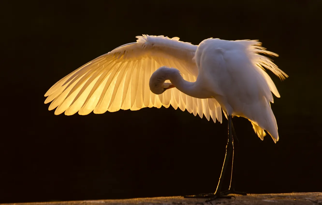 Фото обои птица, крыло, белая, цапля