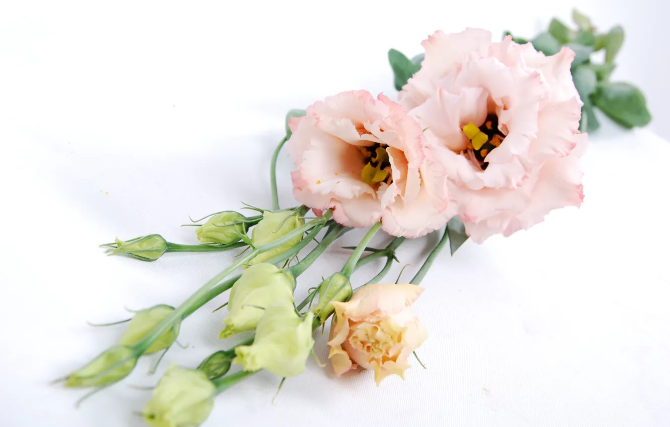 Фото обои цветы, букет, бутоны, Эустома, Eustoma