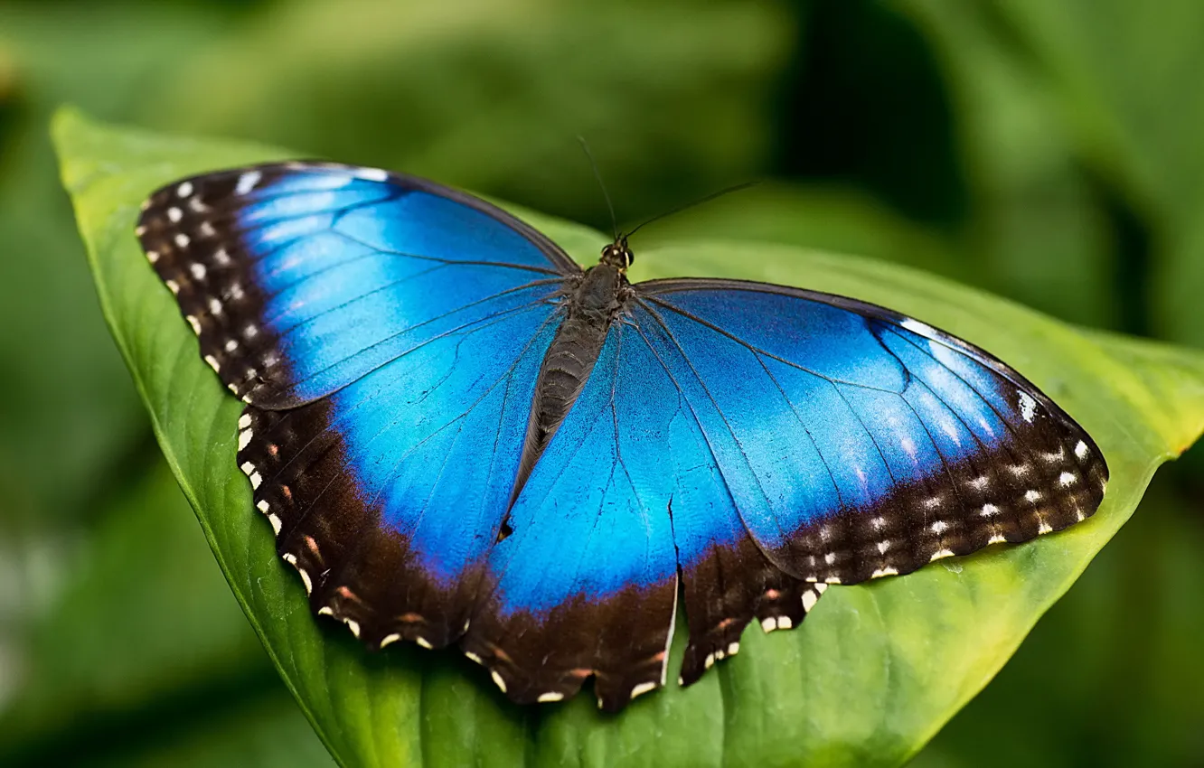 Фото обои лист, бабочка, голубая, морфо, mrpho