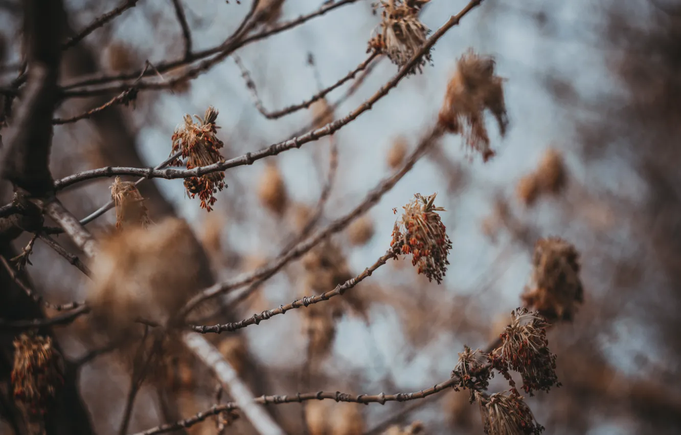 Фото обои весна, цветение, гелиос, Южный Буг