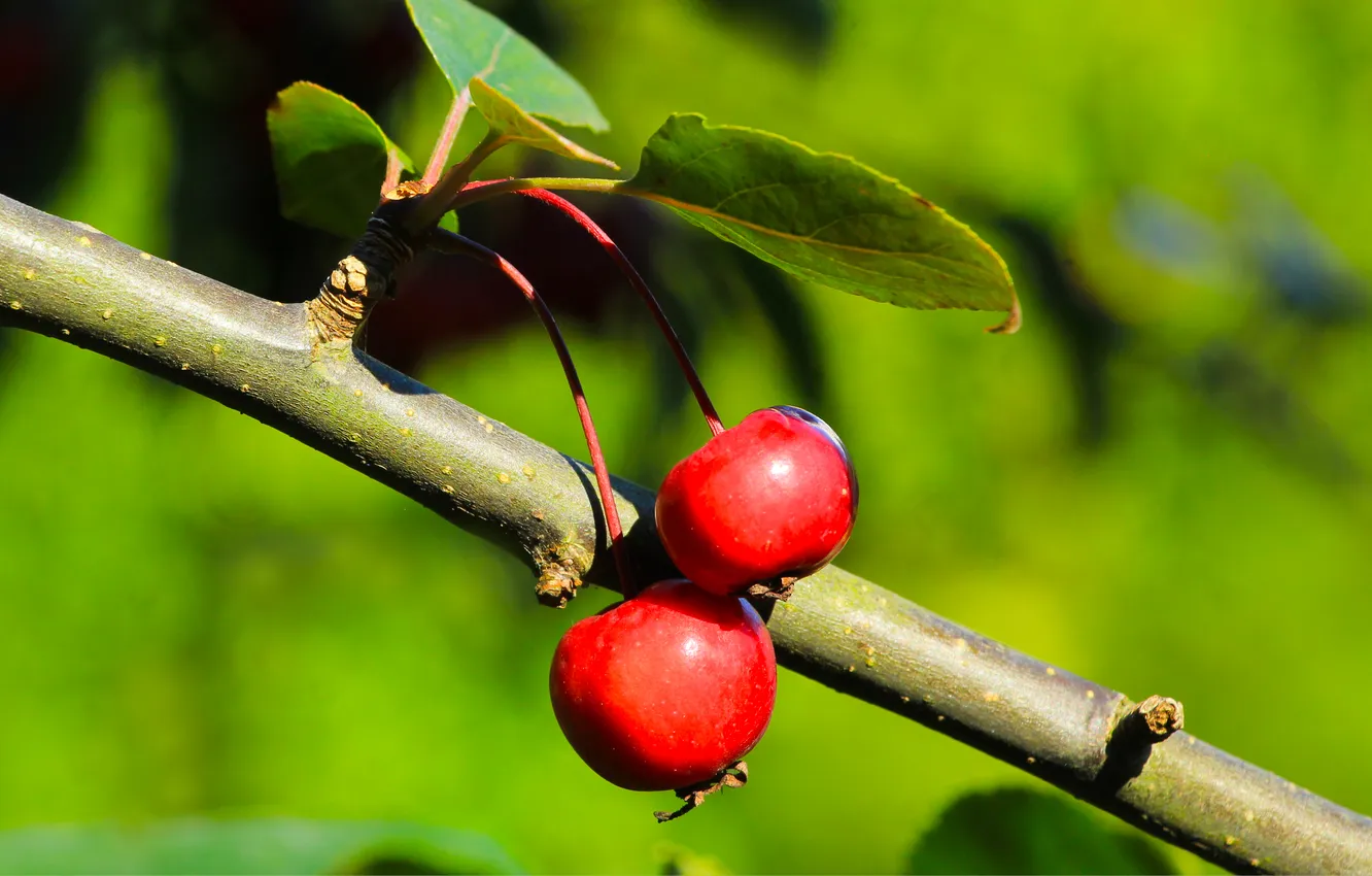 Фото обои red, fruits, twig