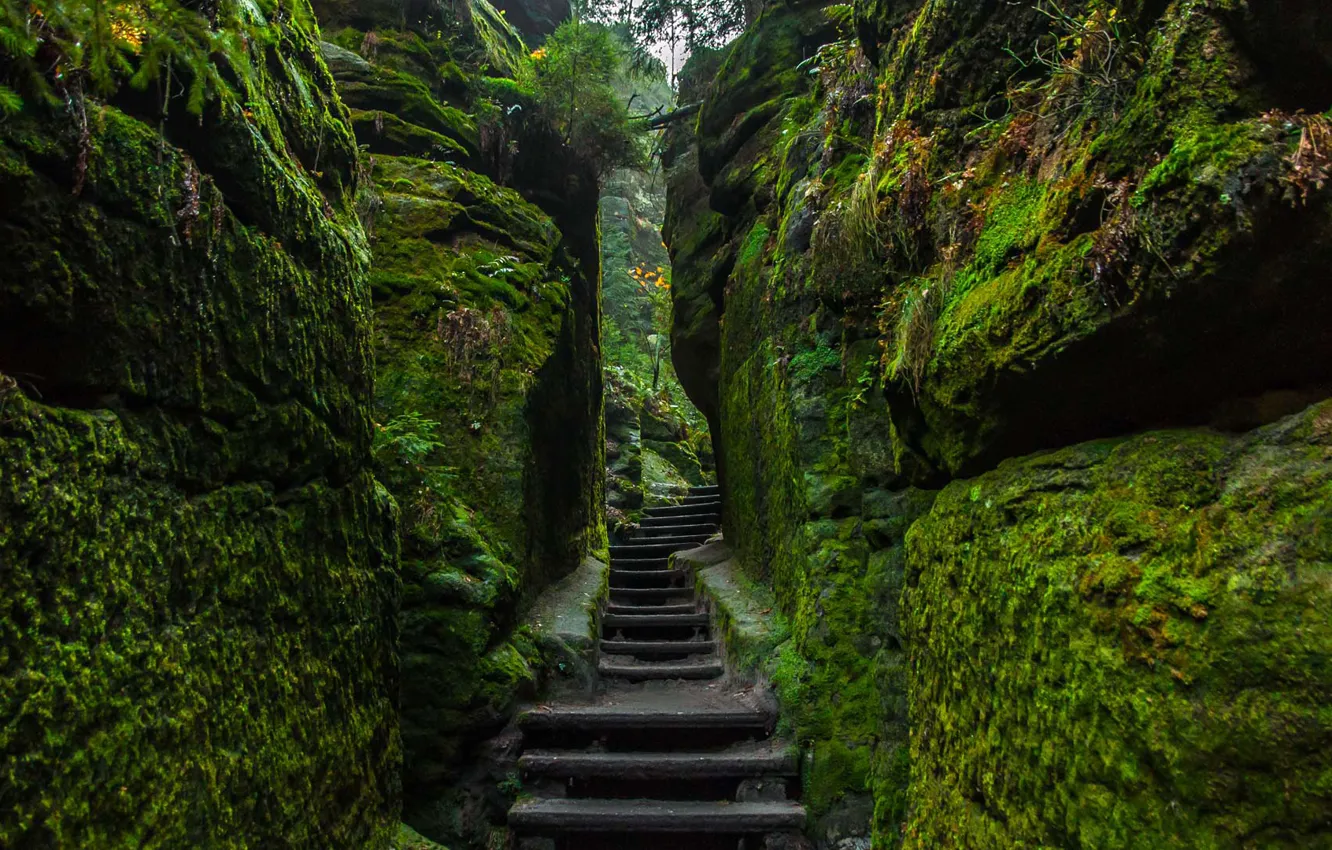 Фото обои камни, мох, Германия, ступени, Национальный парк Саксонская Швейцария