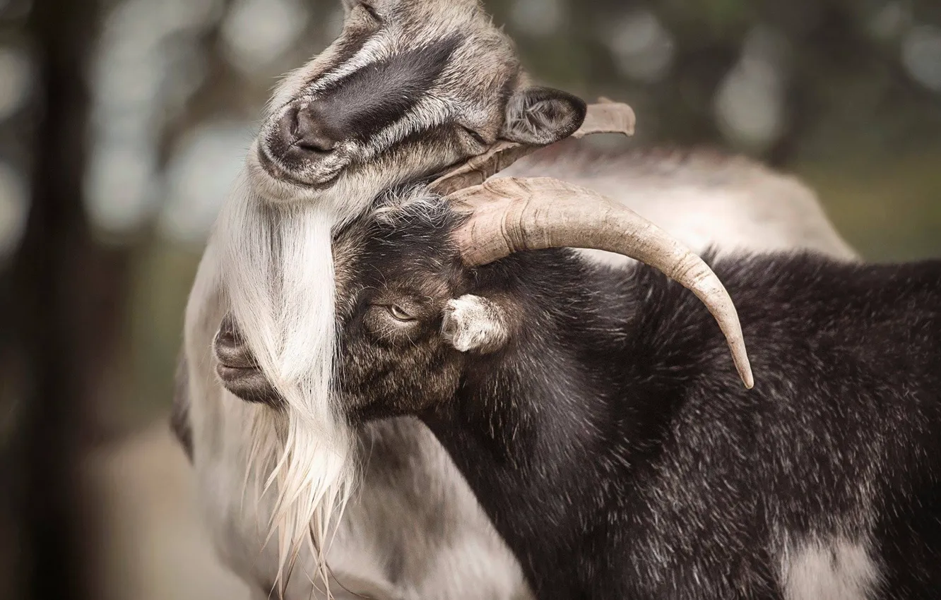 Фото обои коза, козёл, козлиная любовь