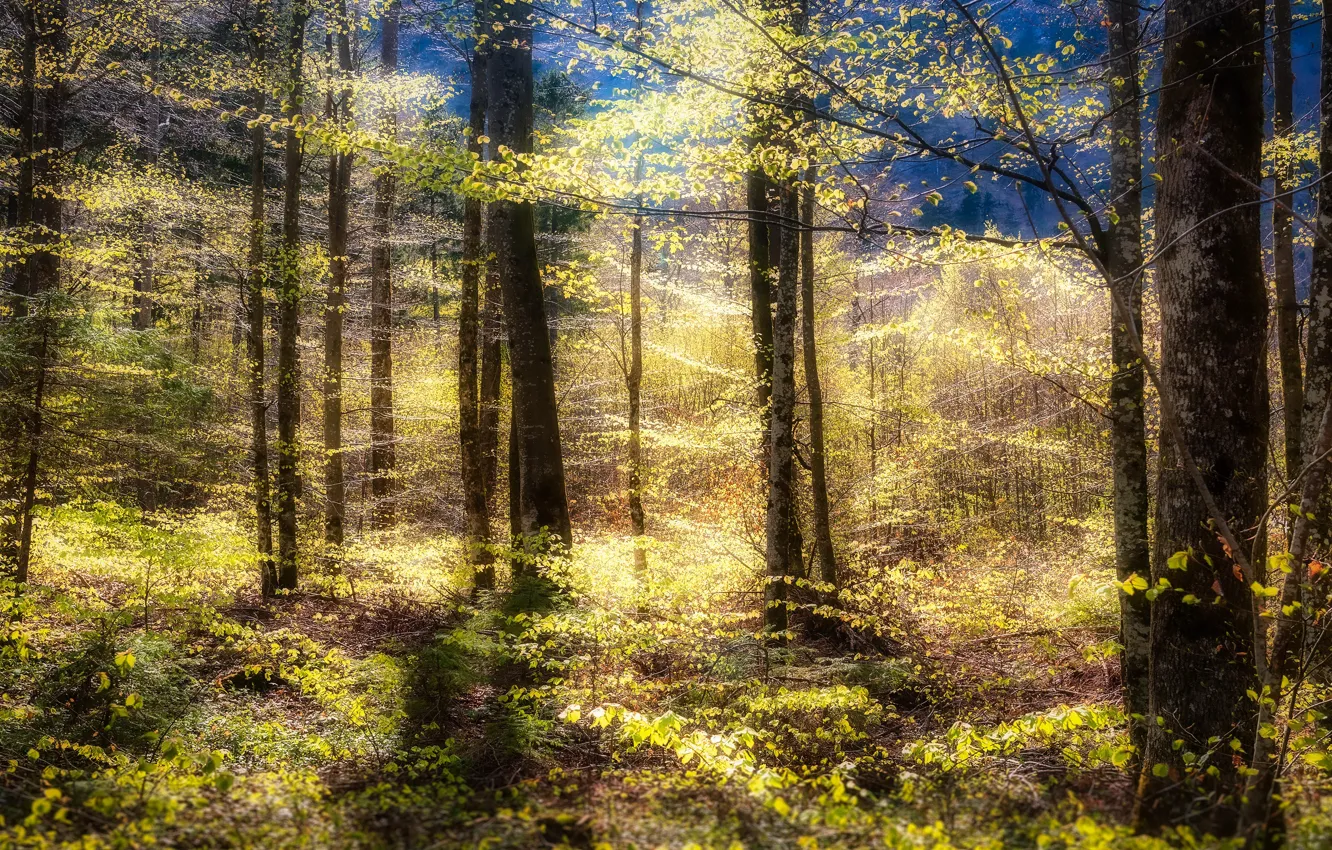 Фото обои осень, лес, свет, деревья, ветки, заросли, стволы, листва