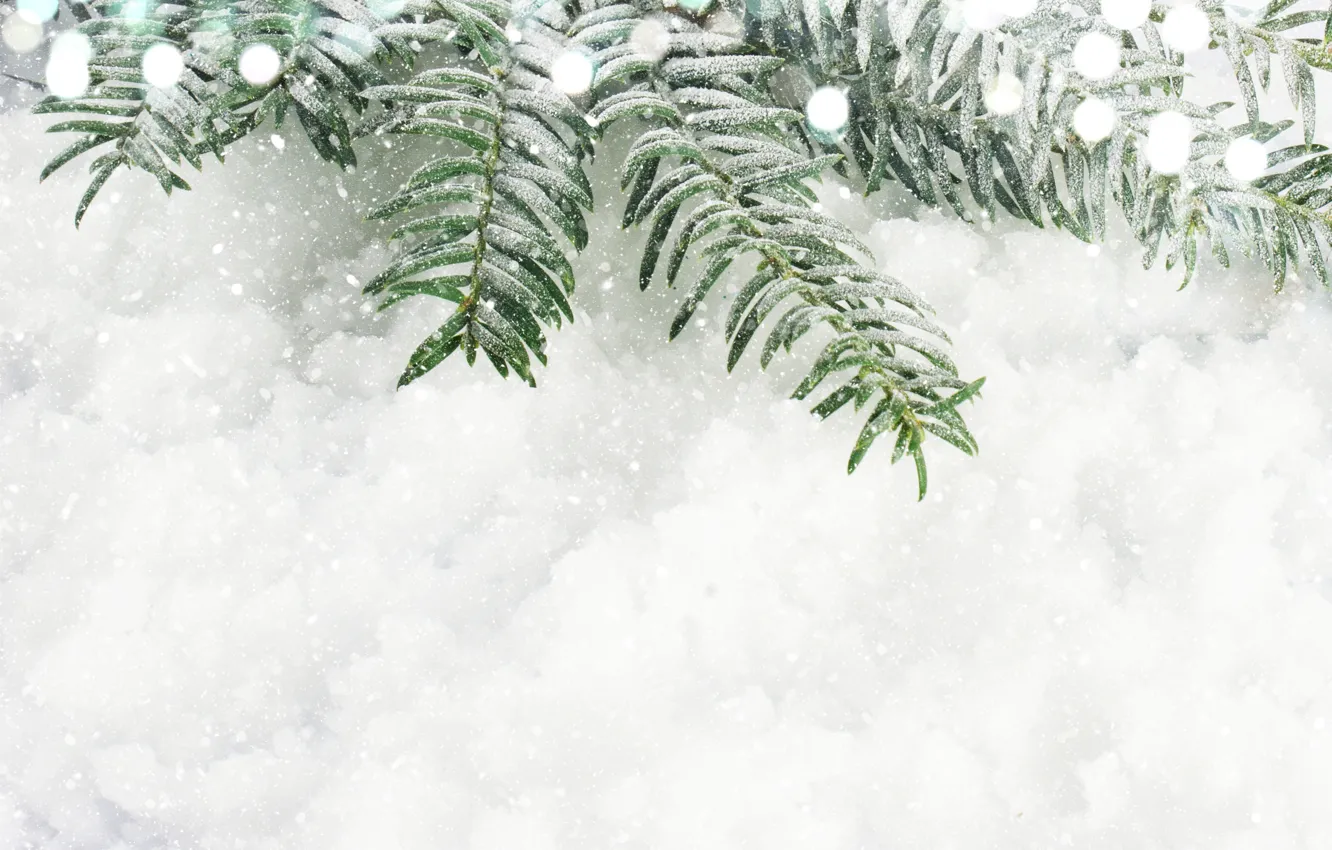 Фото обои снег, новый год, ель, ветка
