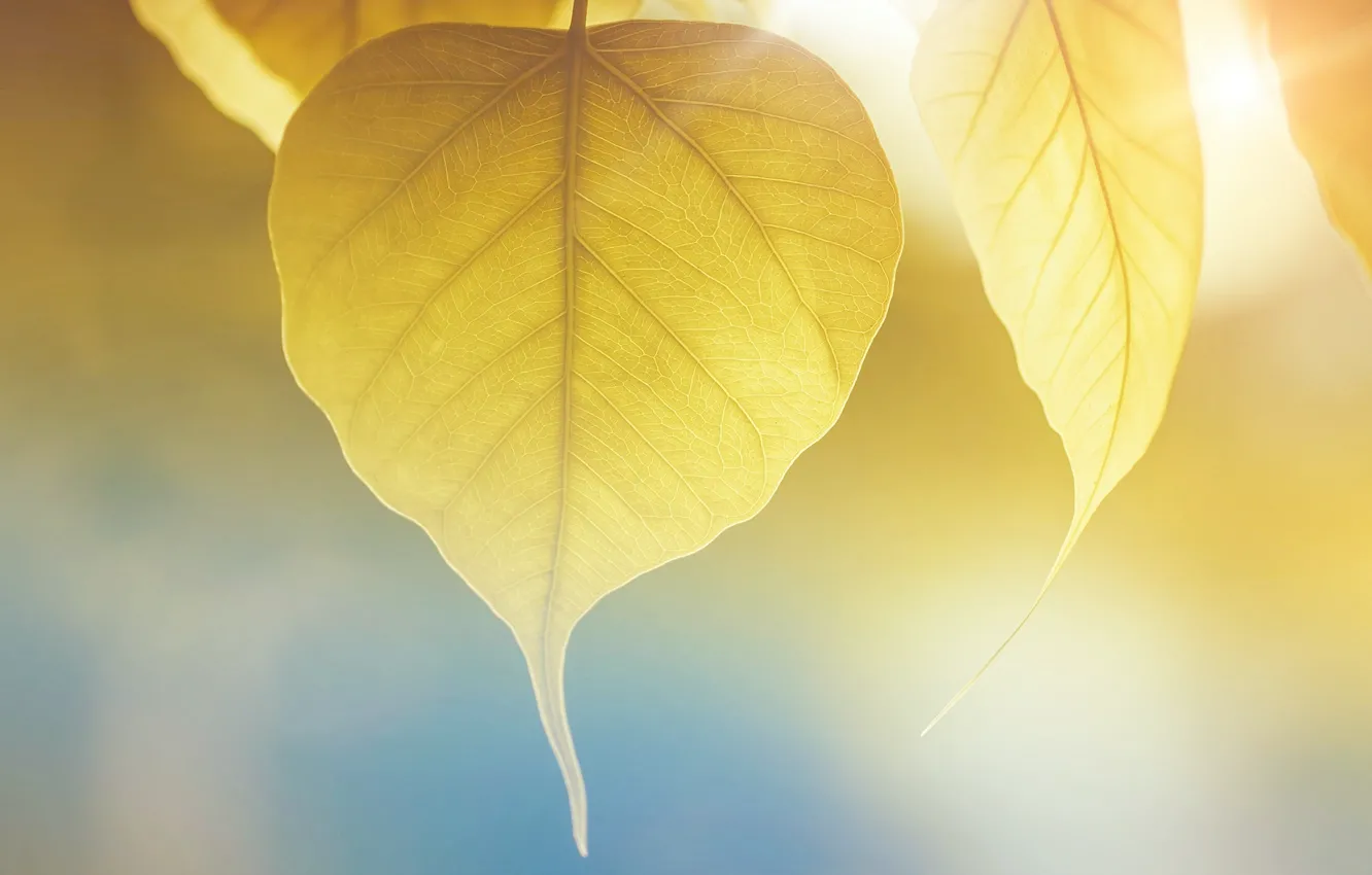 Фото обои осень, красиво, желтый лист