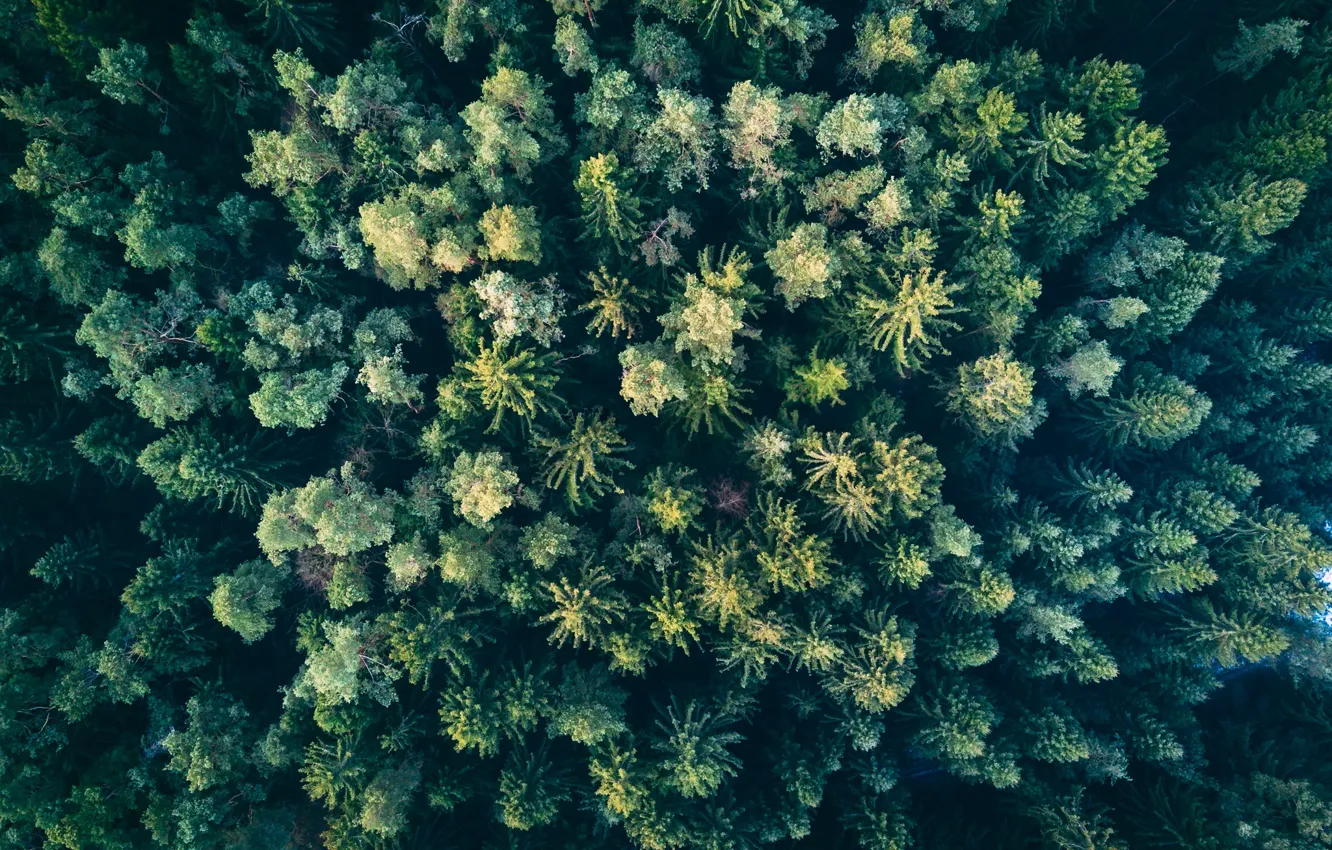 Фото обои лес, природа, зеленый, вид сверху