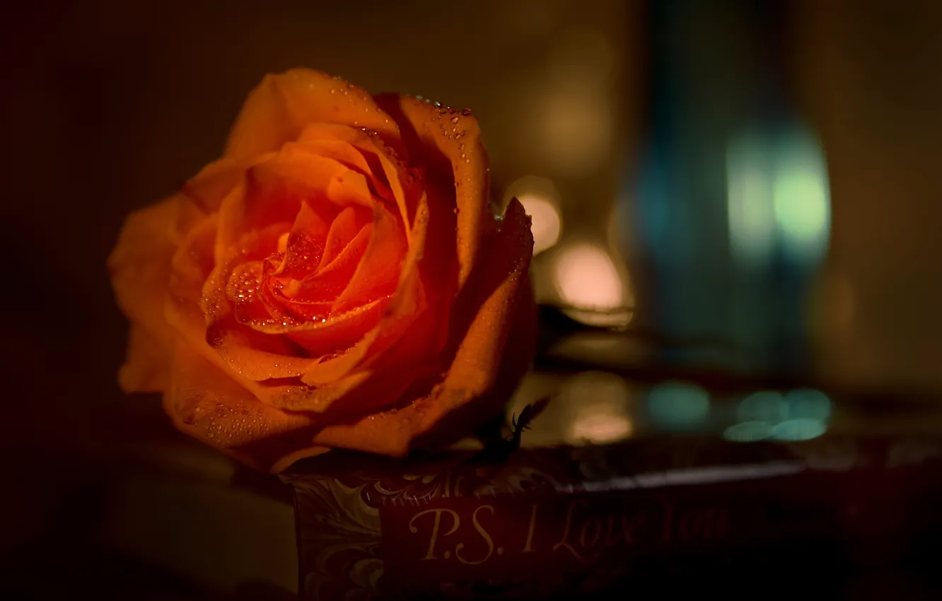 Фото обои капли, роза, бутон, книга, боке