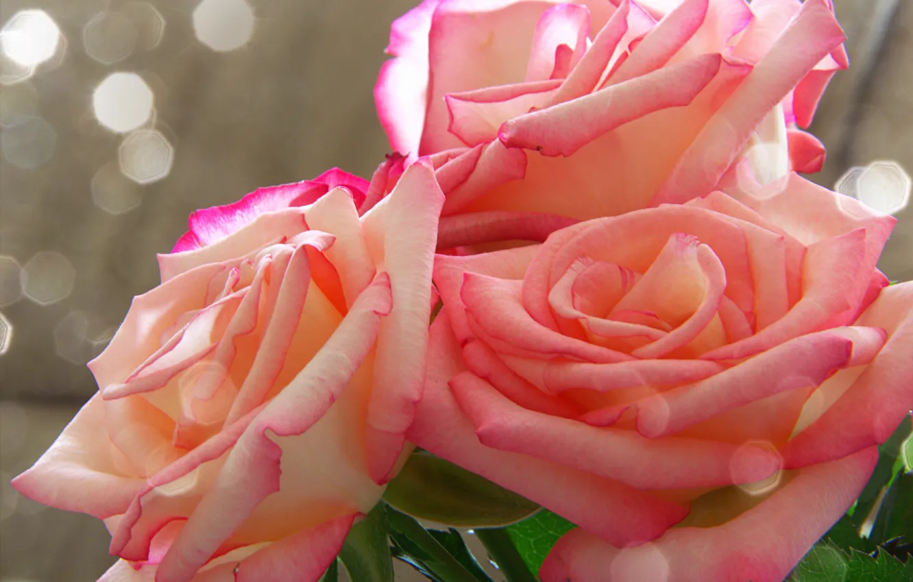 Фото обои макро, розы, букет, розовые, трио