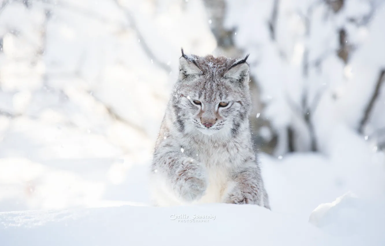Фото обои зима, кошка, снег, снежный, день, фотограф, белый фон, рысь