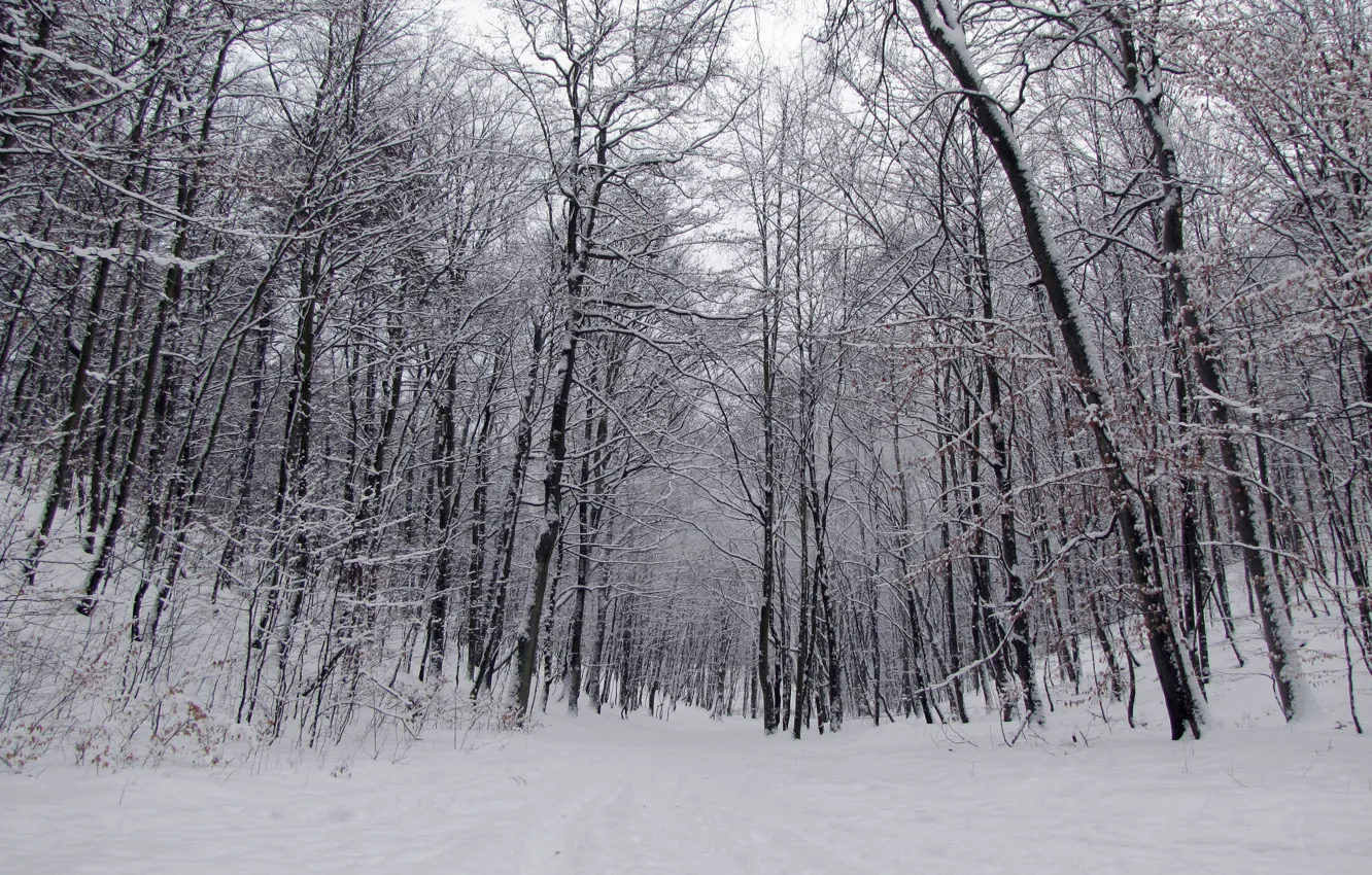 Фото обои Зима, Деревья, Снег, Лес, Тропа, Мороз, Winter, Frost
