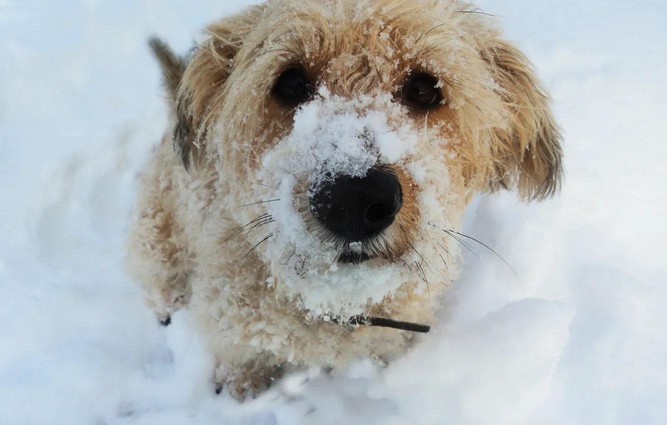 Фото обои снег, собака, KroSh