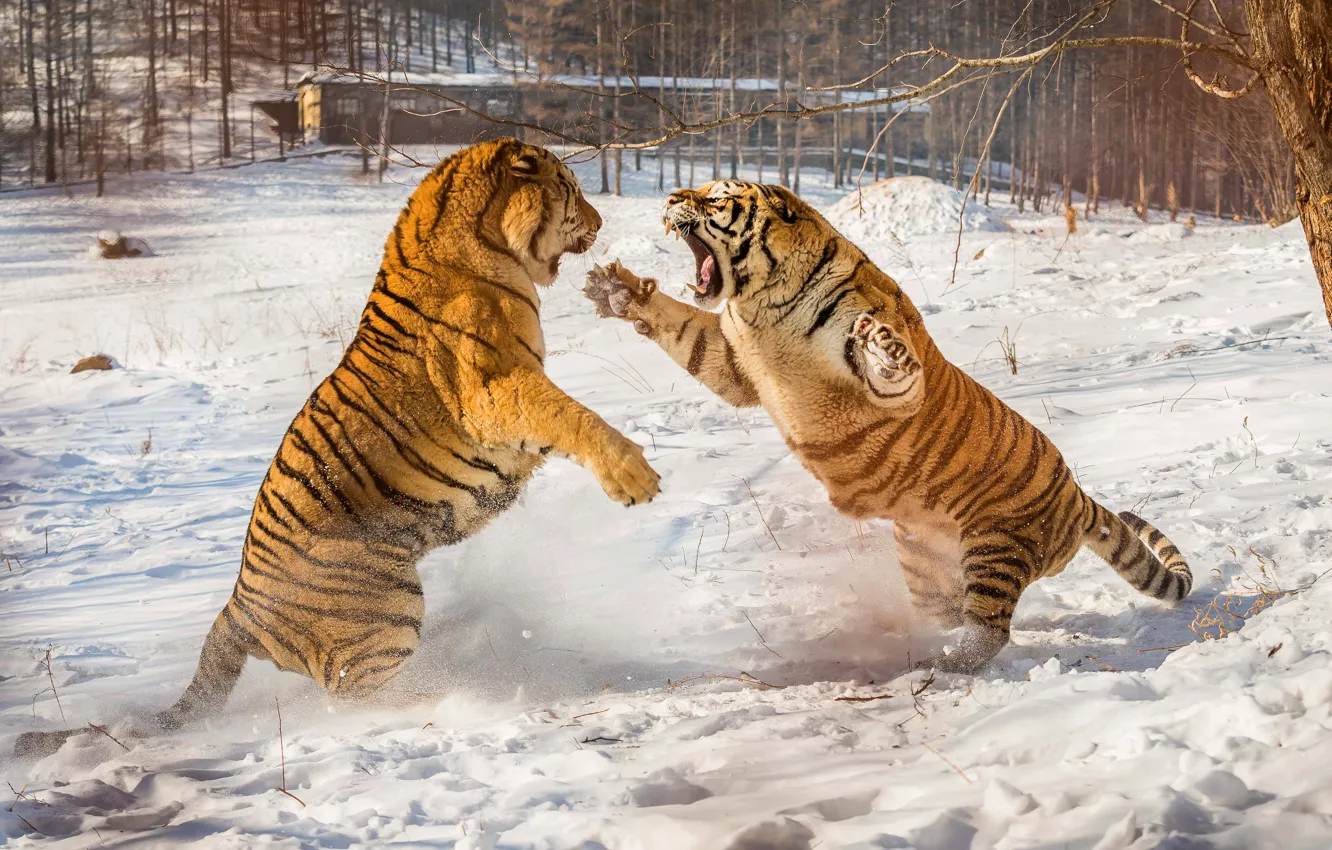 Фото обои зима, снег, природа, тигр, поза, лапы, драка, пасть