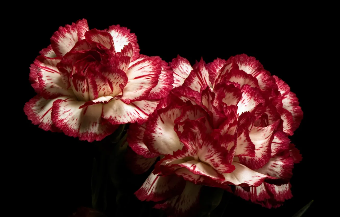 Фото обои цветы, природа, гвоздики