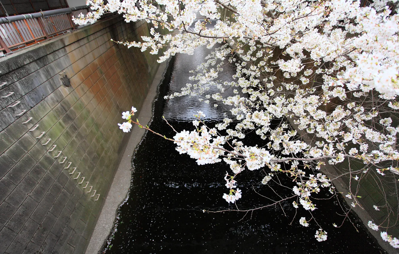 Фото обои цветы, ветки, весна, сакура, канал, цветение