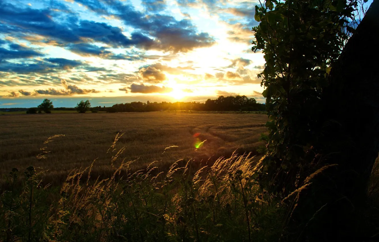 Фото обои пшеница, поле, небо, лучи, пейзаж, пррода, утро, колоски