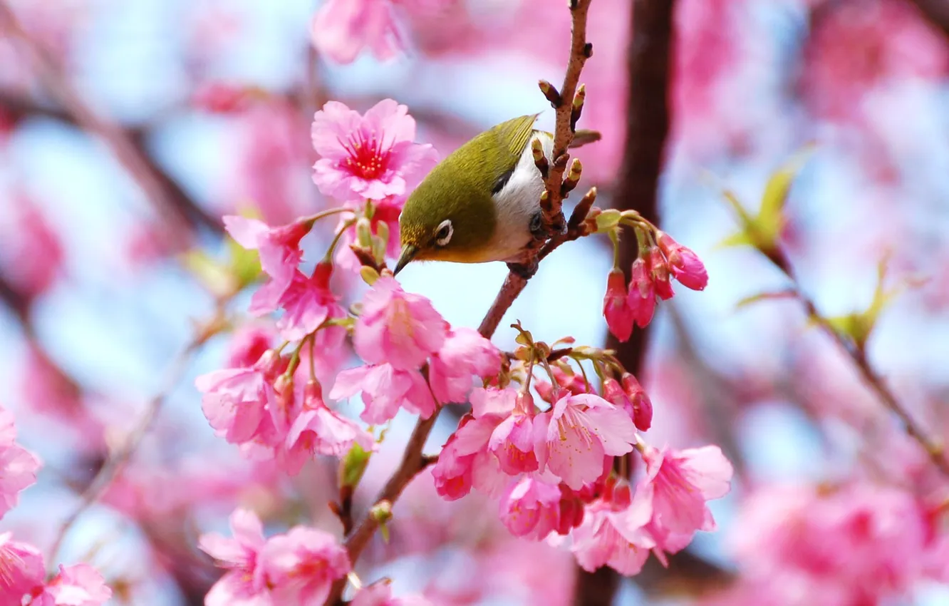 Фото обои цветы, ветки, птица, весна, розовое