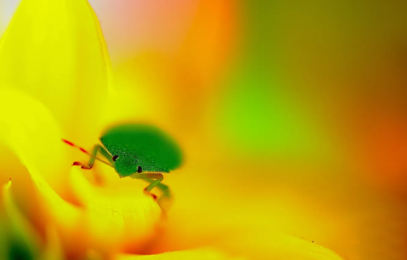 Фото обои глаза, фон, фокус, лепестки, насекомое, зелёное, жёлтые