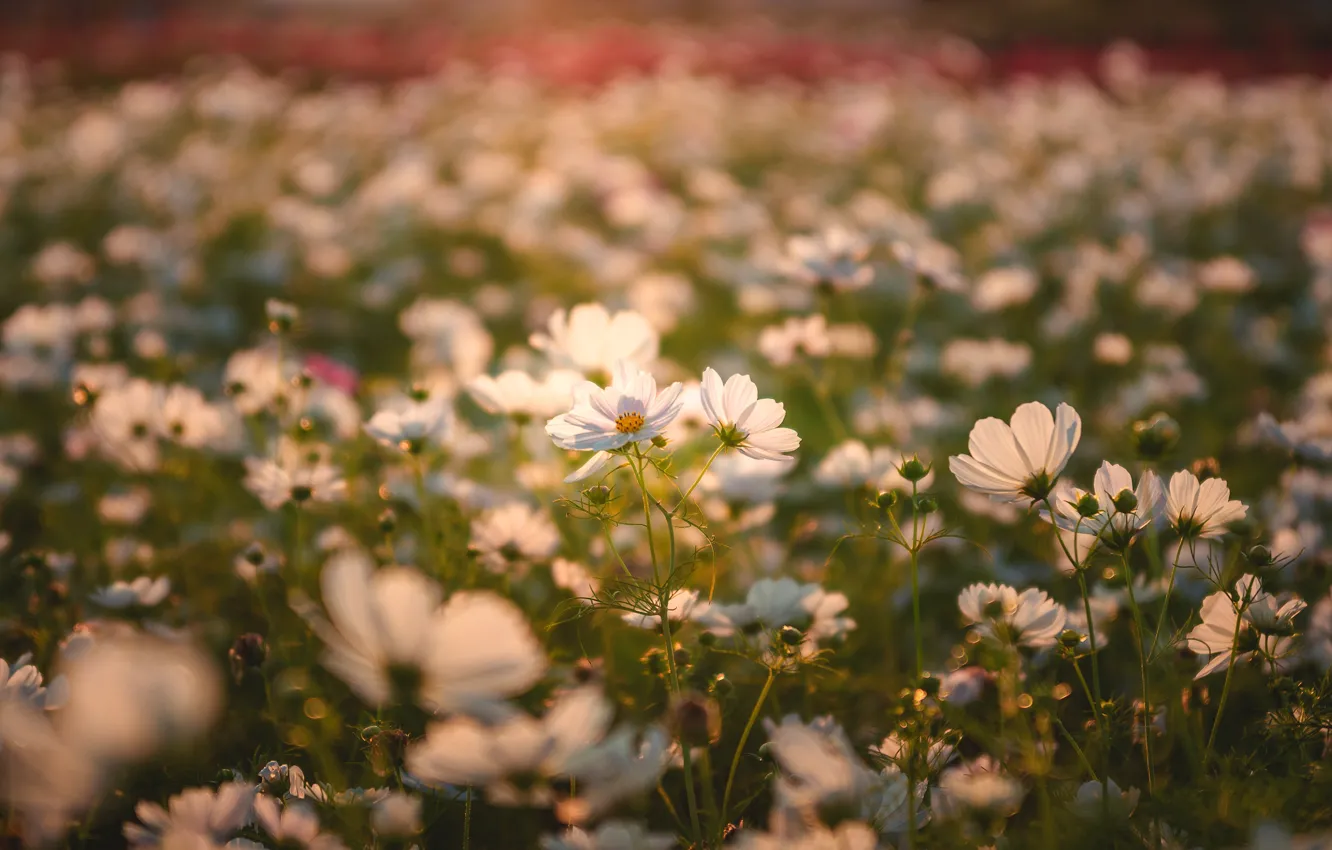 Фото обои поле, лето, свет, цветы, луг, белые, много, боке