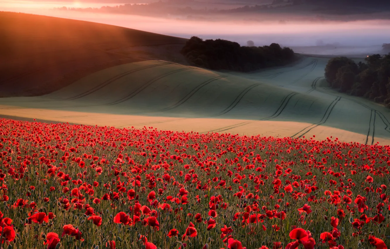 Фото обои поле, лес, лето, небо, солнце, лучи, свет, деревья