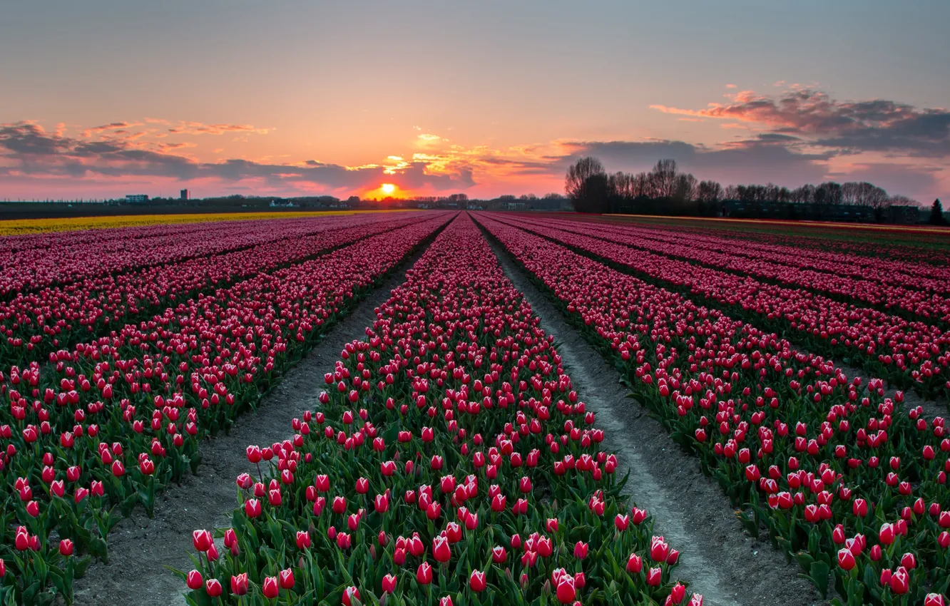 Фото обои поле, тюльпаны, плантация