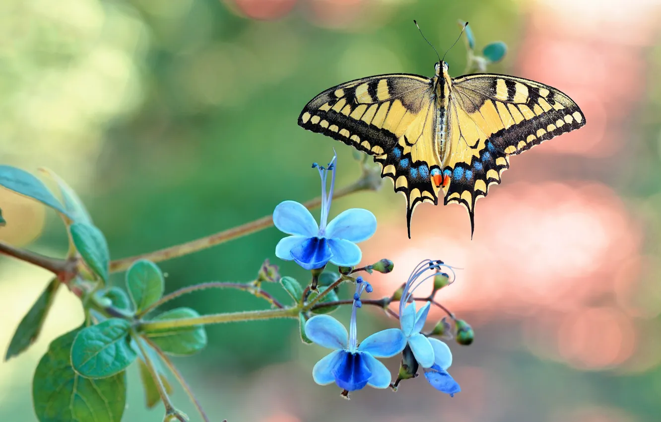 Фото обои бабочка, цветки, нимфалида
