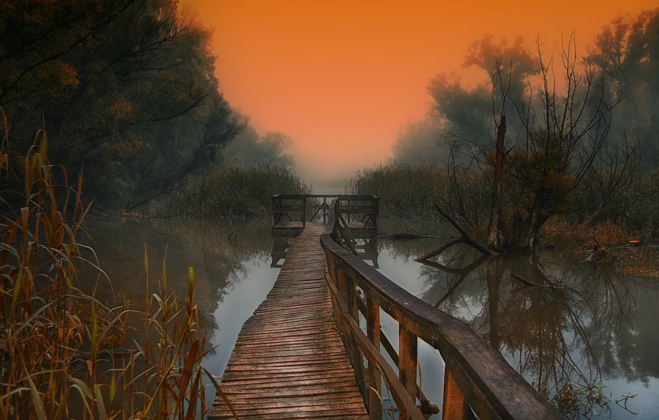 Фото обои деревья, туман, озеро, утро, деревяные мостки