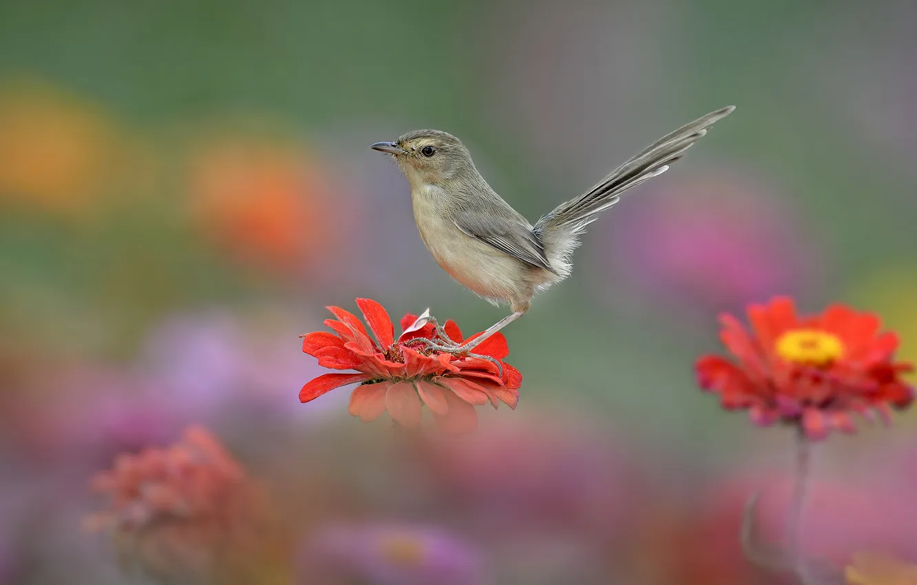 Фото обои цветок, природа, птица, хвост