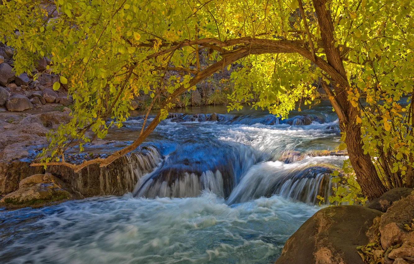 Фото обои осень, река, камни, дерево, пороги