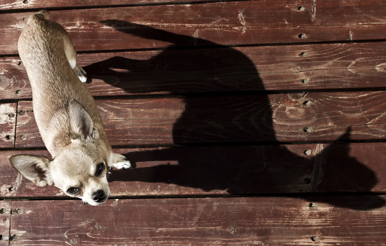Фото обои фон, тень, собака