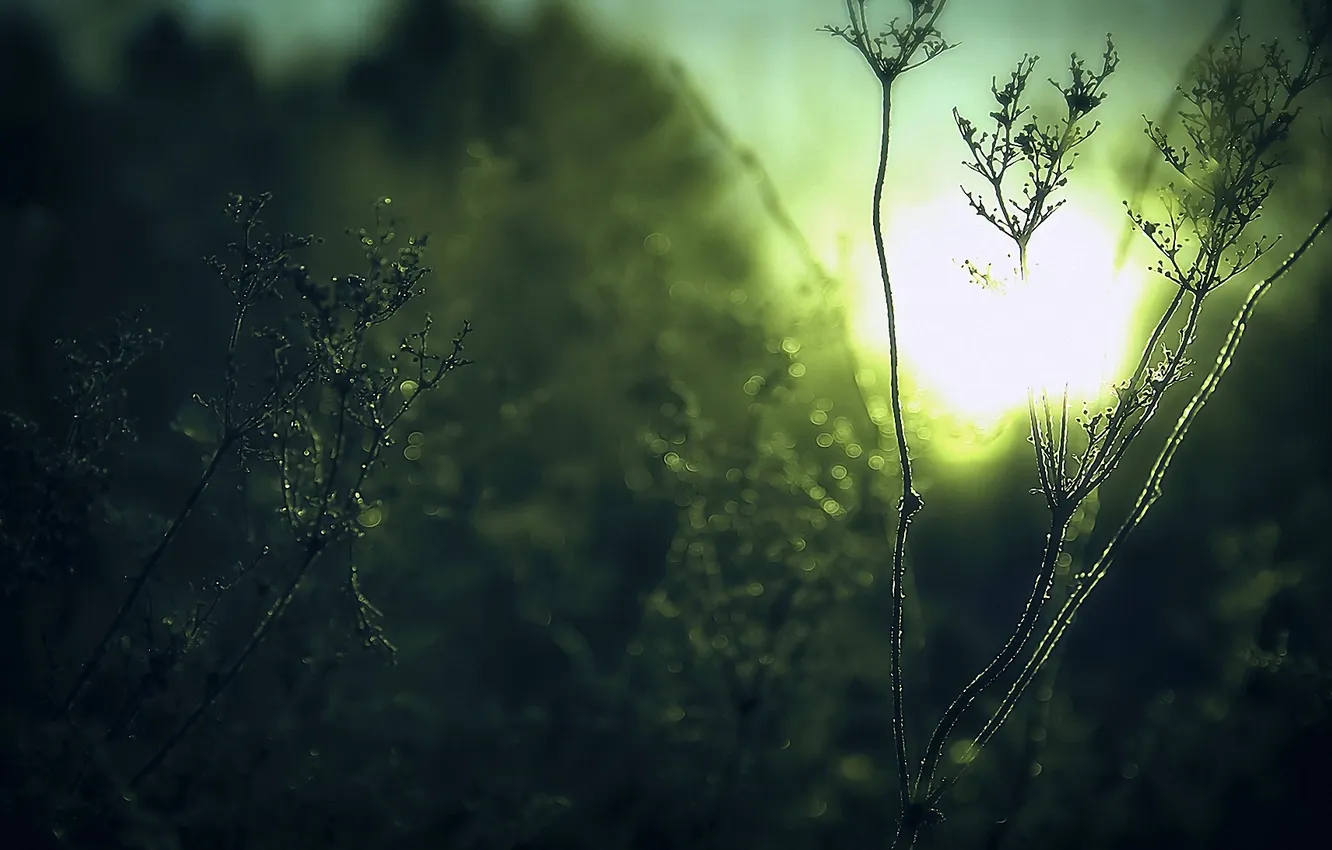 Фото обои трава, солнце, свет, растения