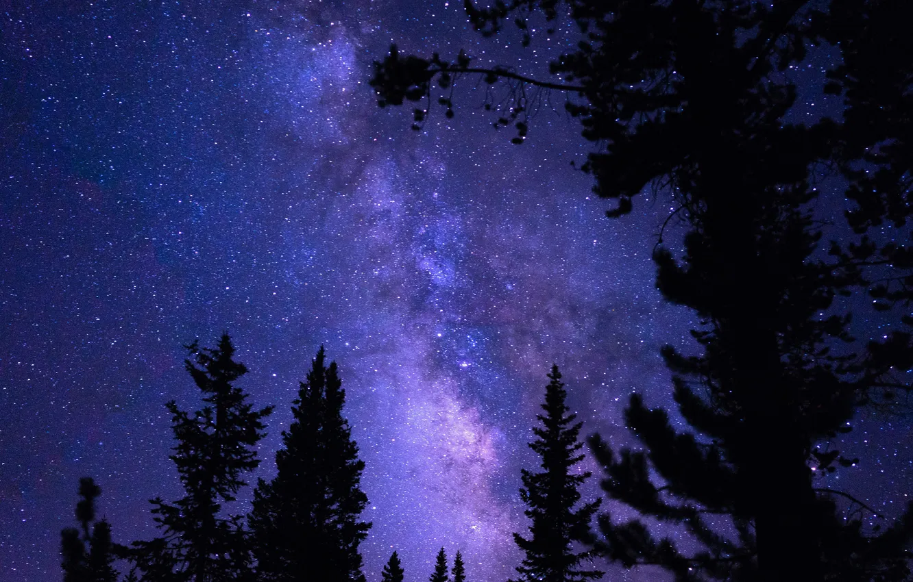 Фото обои небо, деревья, ночь, природа, звёзды, USA, США, силуэты